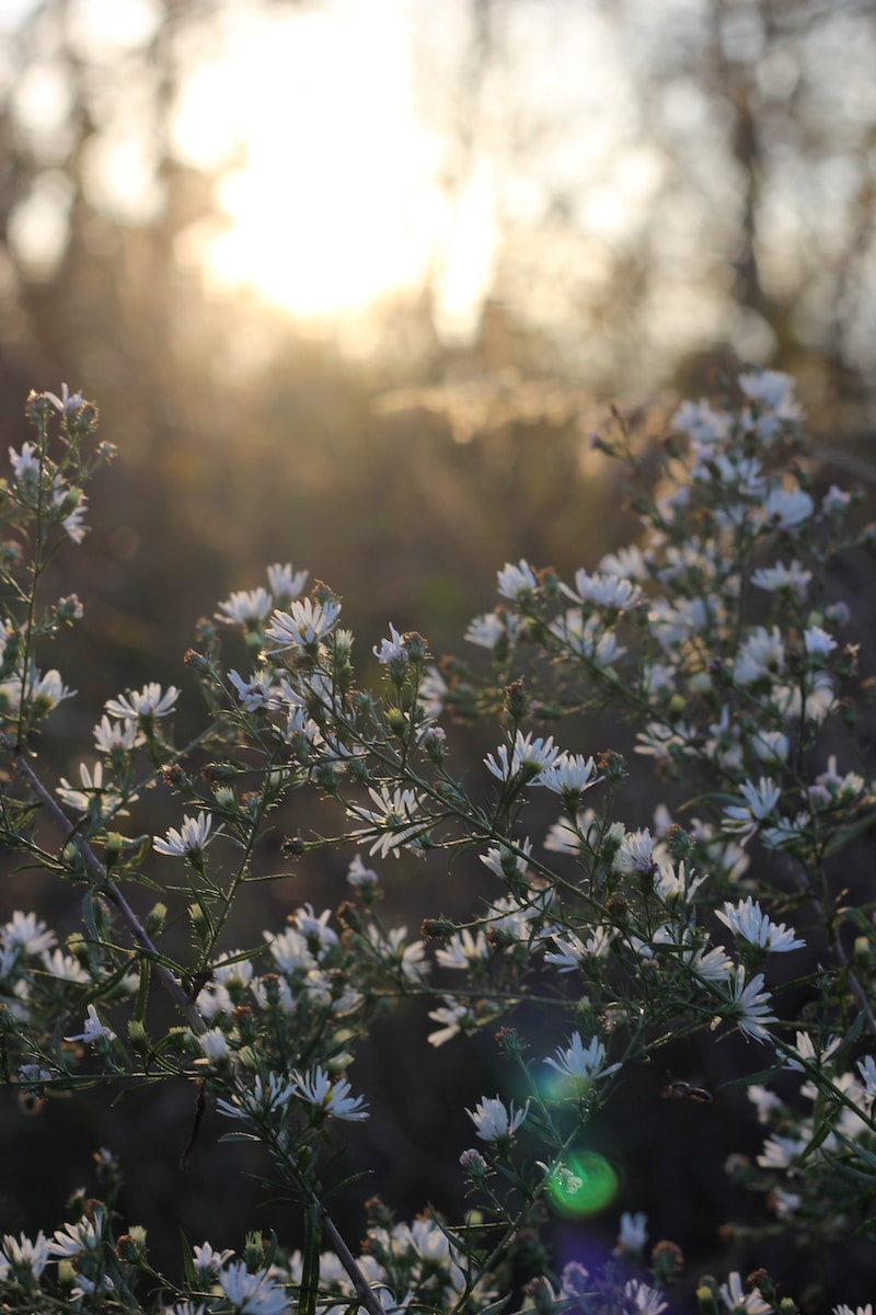 beautiful flowers