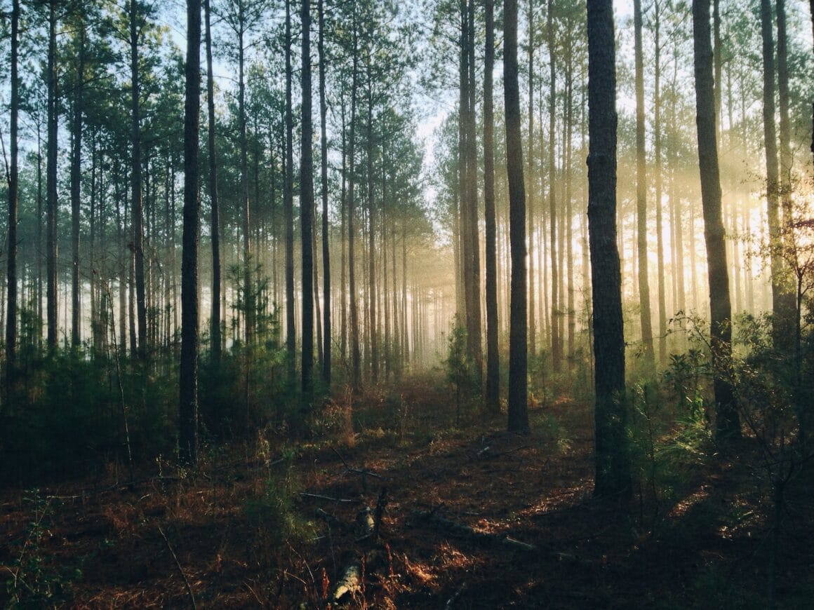 beautiful environment