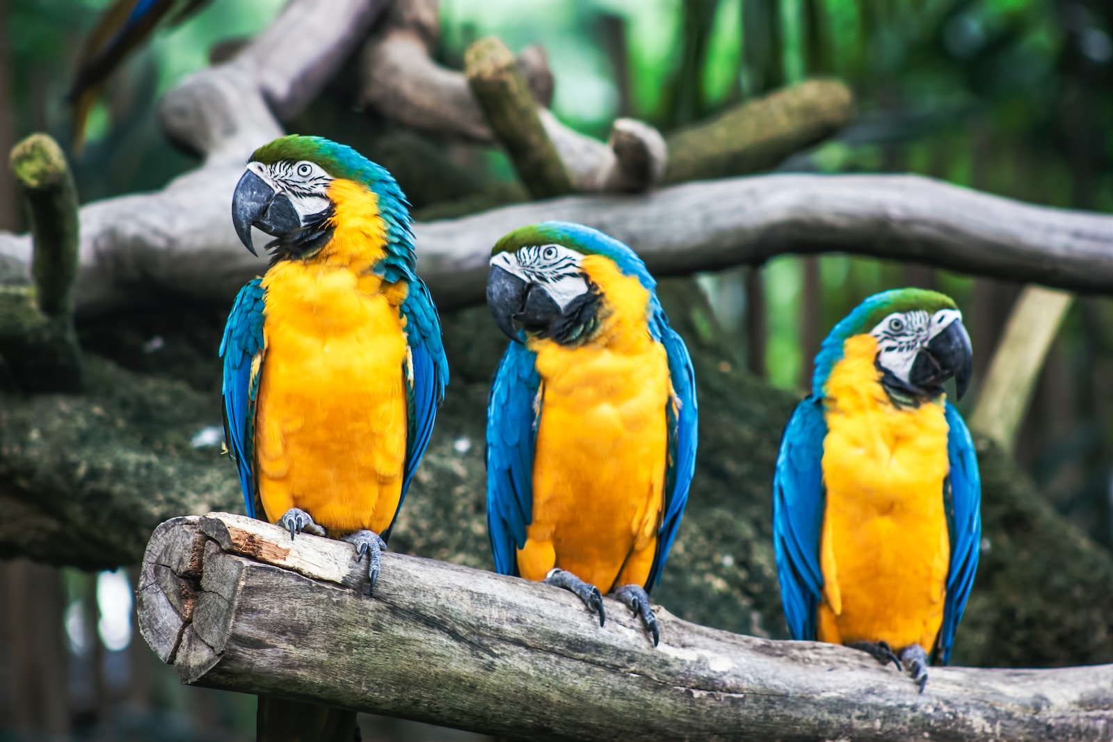8 Unexpected Life Lessons You Can Learn from National Bird Day
