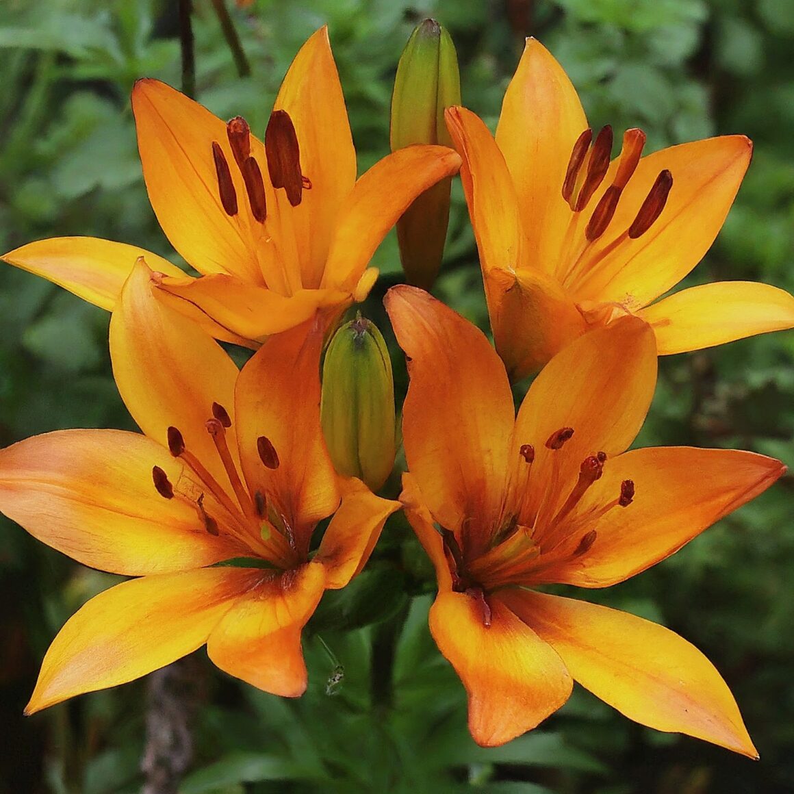 लिली